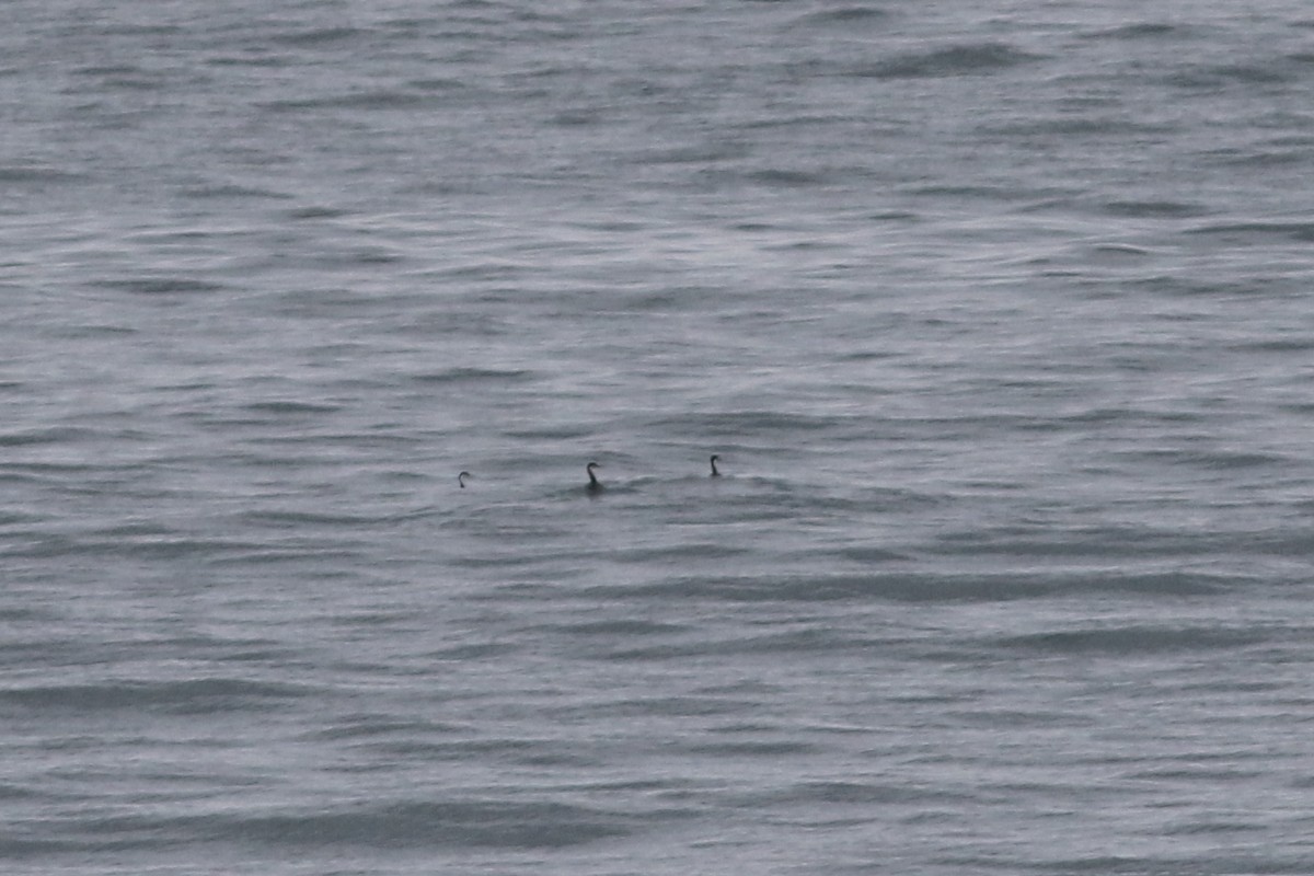 Western Grebe - ML644488687