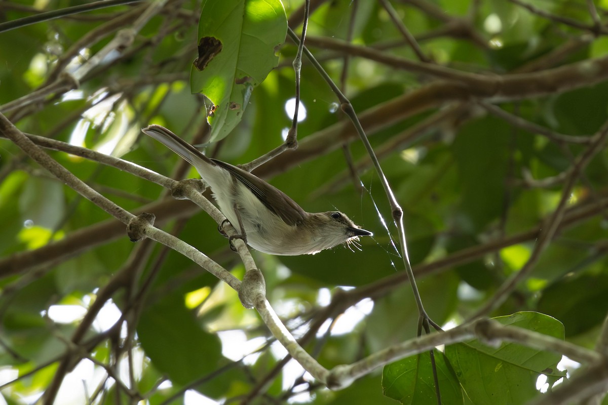 Gray Shrikethrush - ML644488688