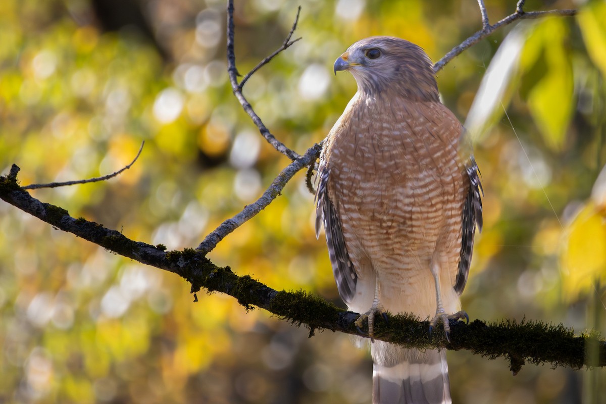 Red-shouldered Hawk - ML644488689
