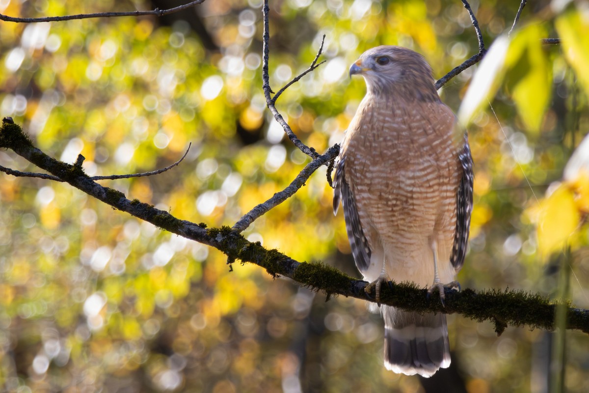 Red-shouldered Hawk - ML644488690