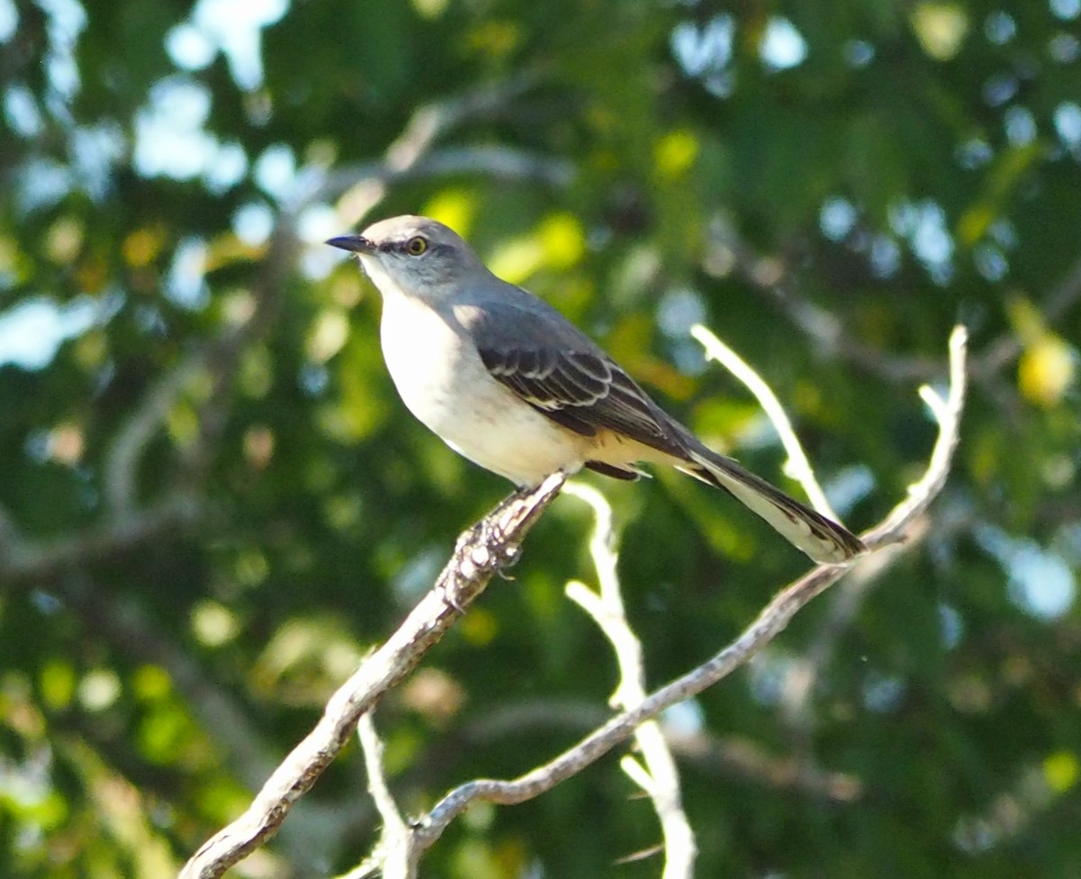 Northern Mockingbird - ML644488691
