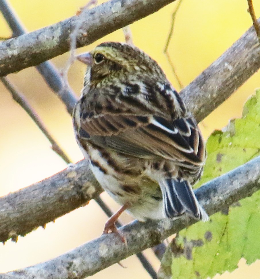 Savannah Sparrow - ML644488692
