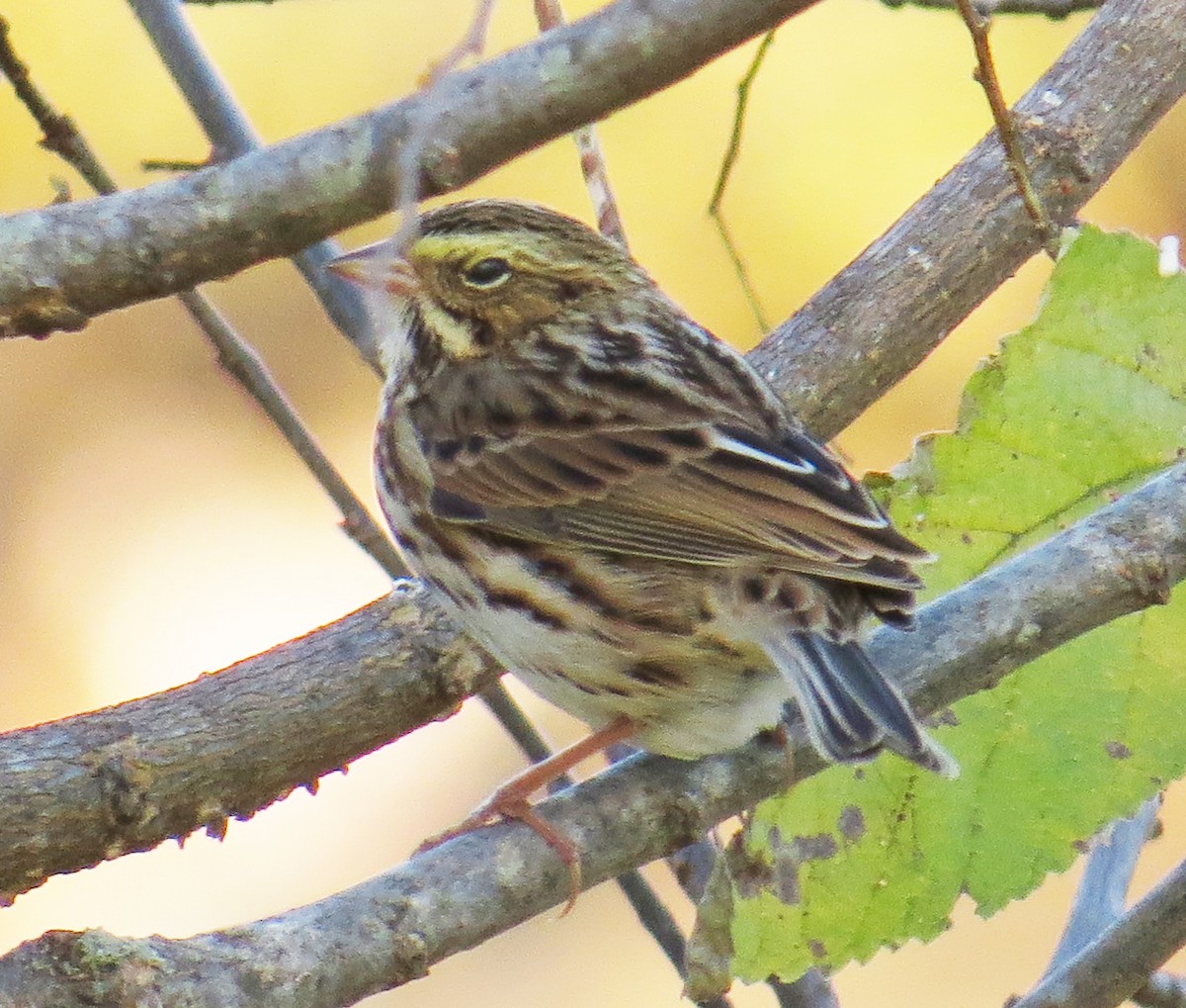 Savannah Sparrow - ML644488693