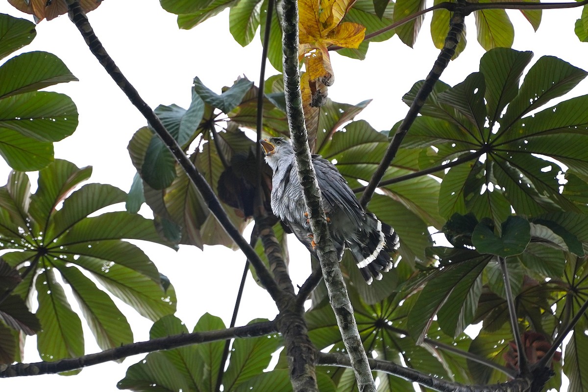 Gray Hawk - ML644488695