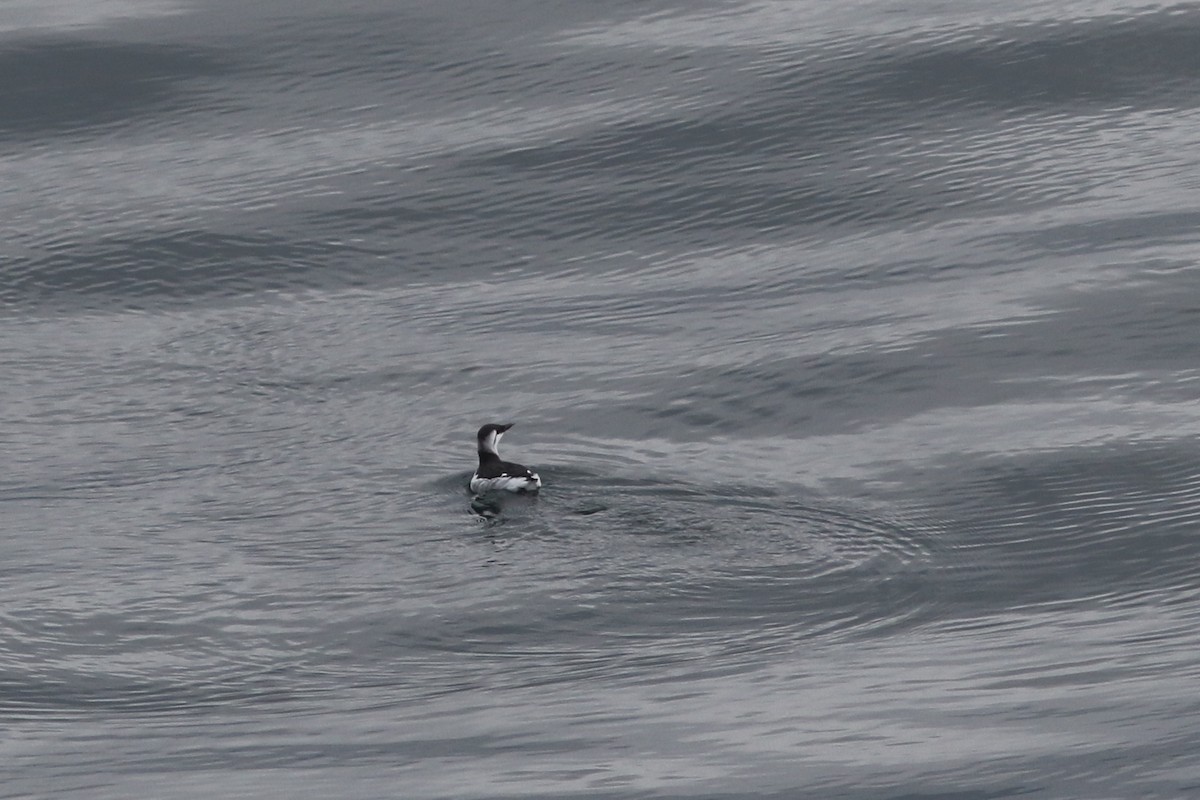 Кайра тонкодзьоба - ML644488696