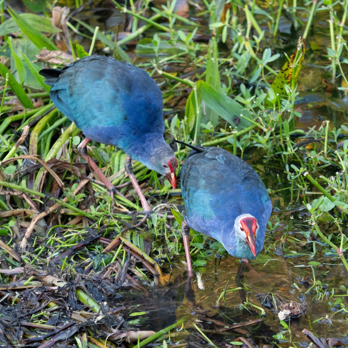 Gray-headed Swamphen - ML644488699