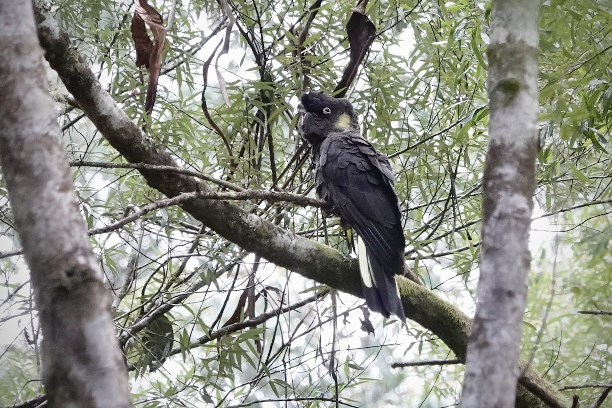 Yellow-tailed Black-Cockatoo - ML644488713