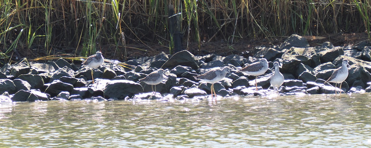 Long-billed Dowitcher - ML644488714