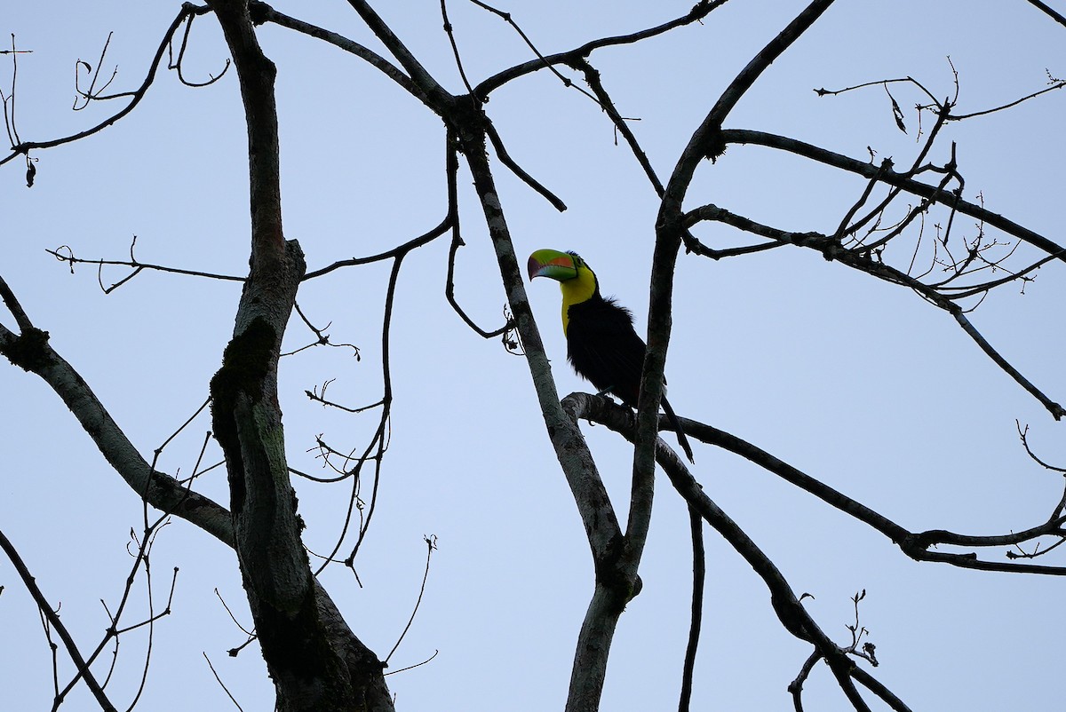 Keel-billed Toucan - ML644488715