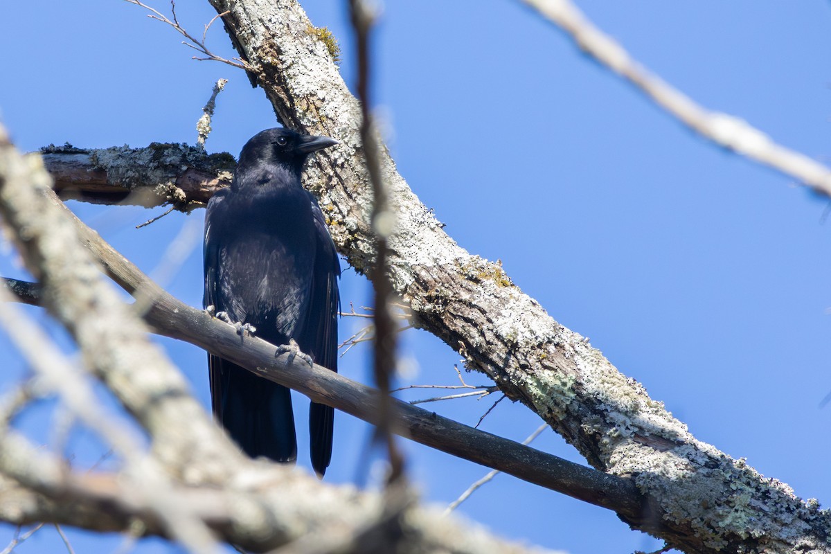 American Crow - ML644488716
