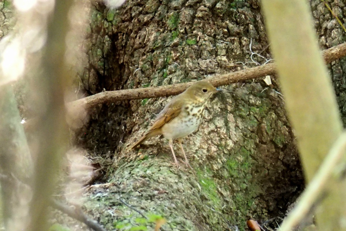 Hermit Thrush - ML644488717