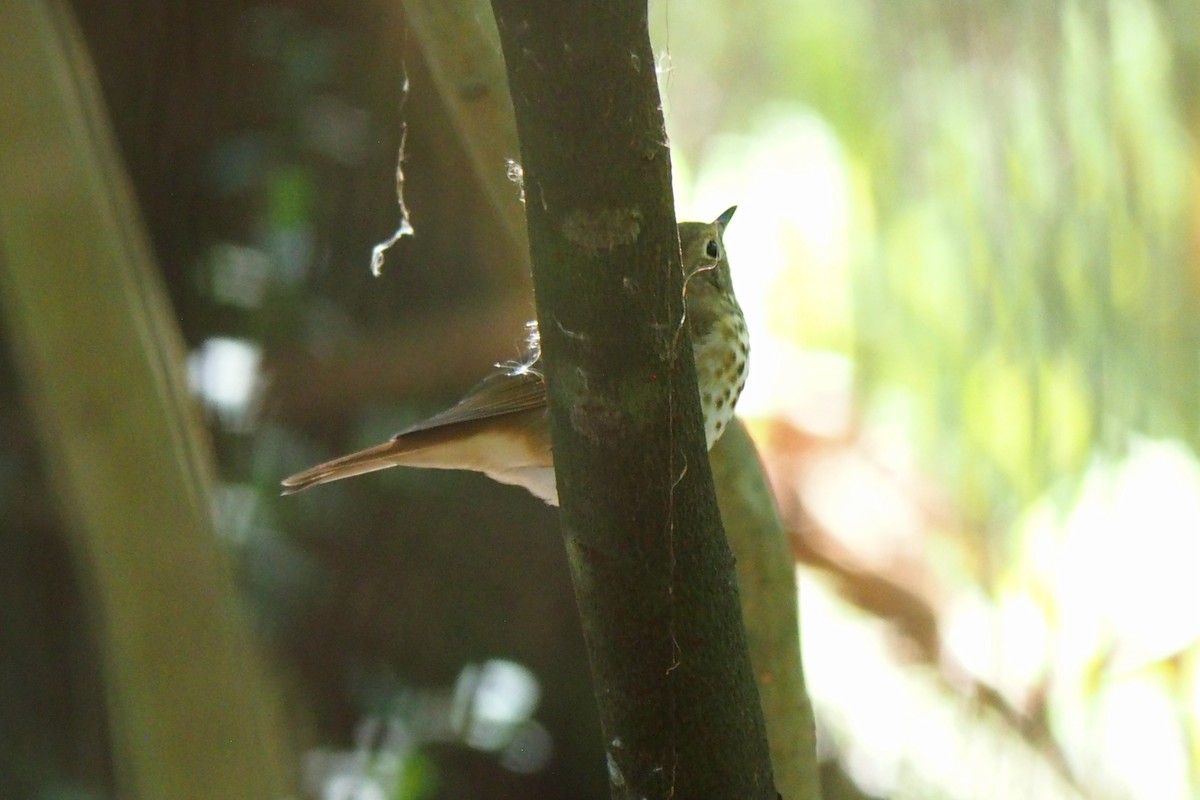 Hermit Thrush - ML644488718