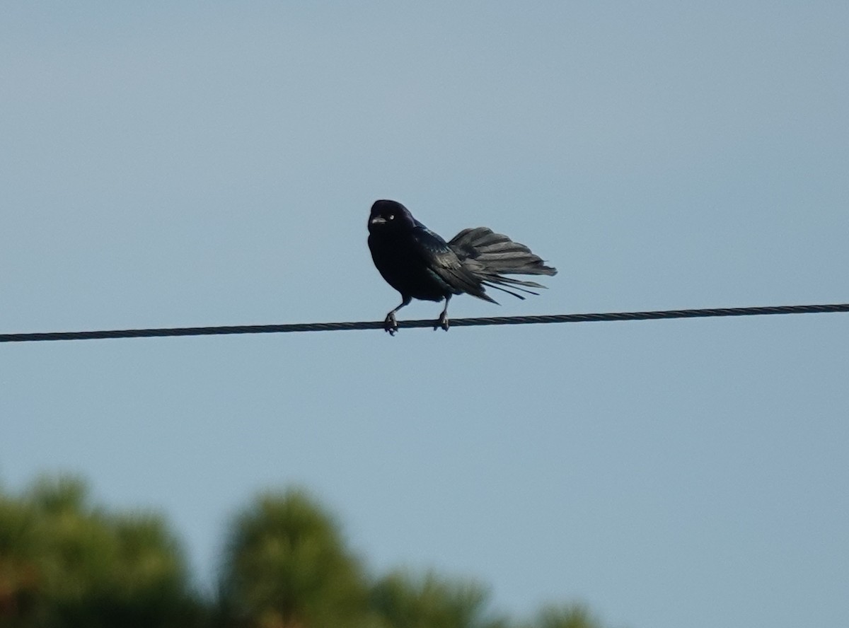 Boat-tailed Grackle - ML644488719