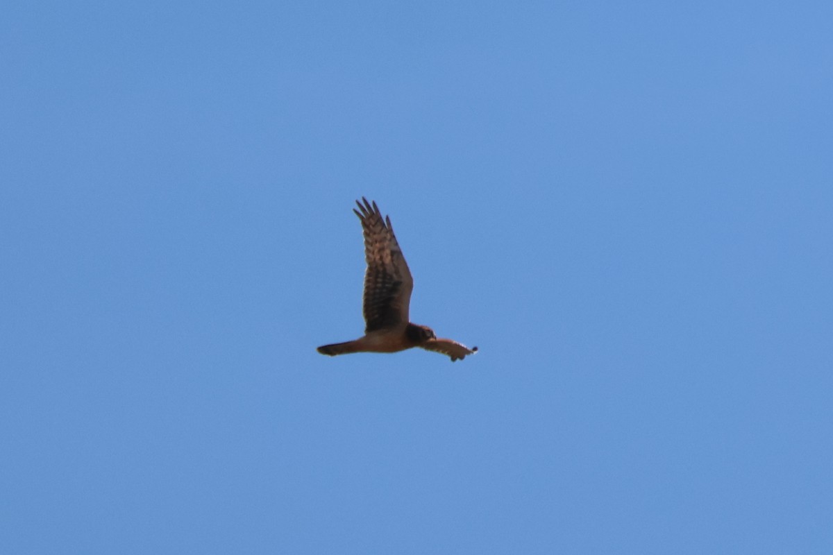 Northern Harrier - ML644488720