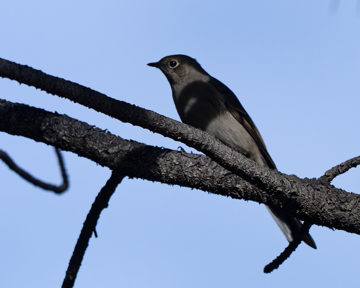 ハエトリツグミ - ML644488726