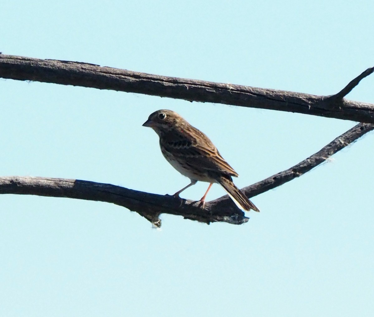 Vesper Sparrow - ML644488731