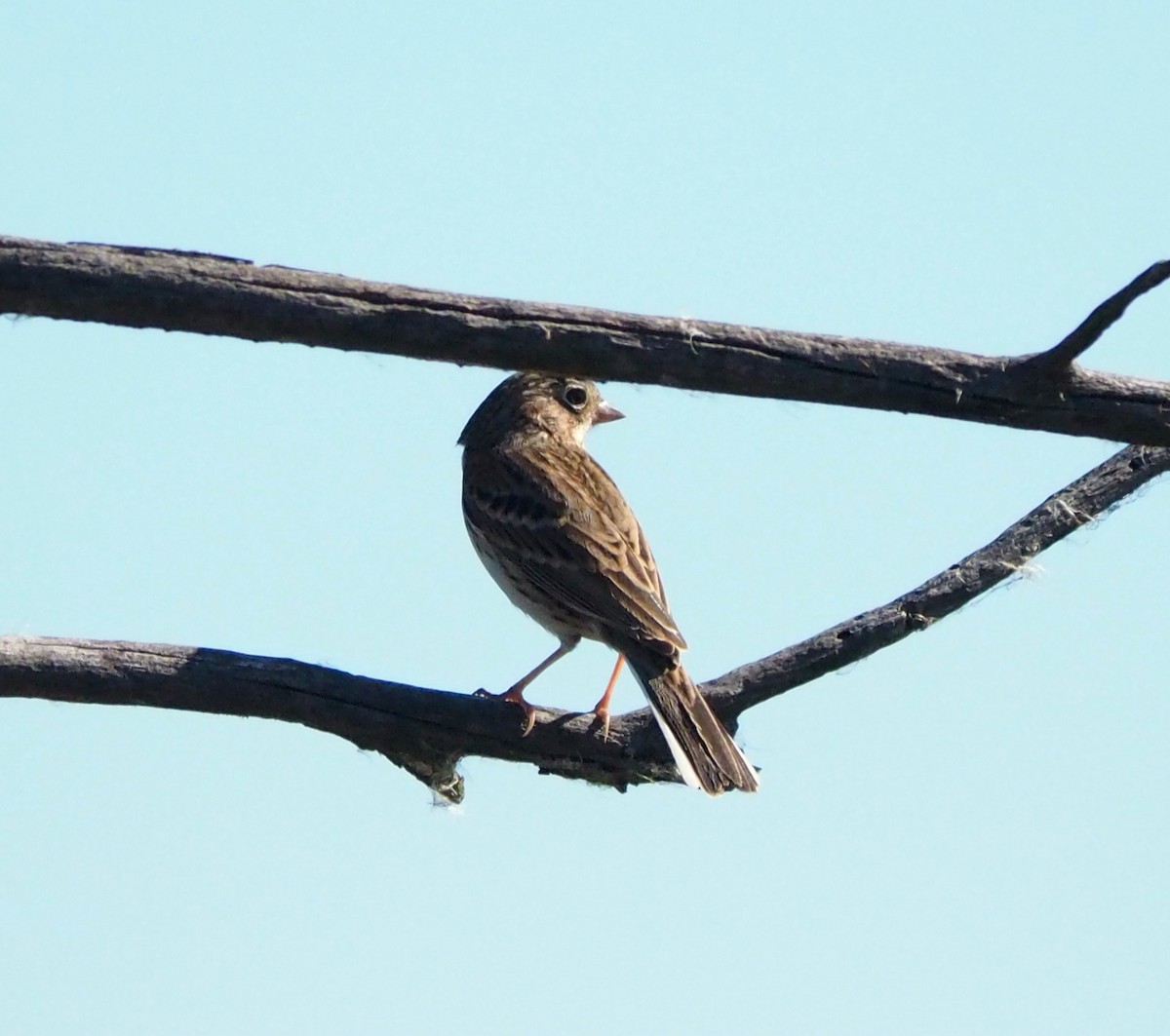 Vesper Sparrow - ML644488732