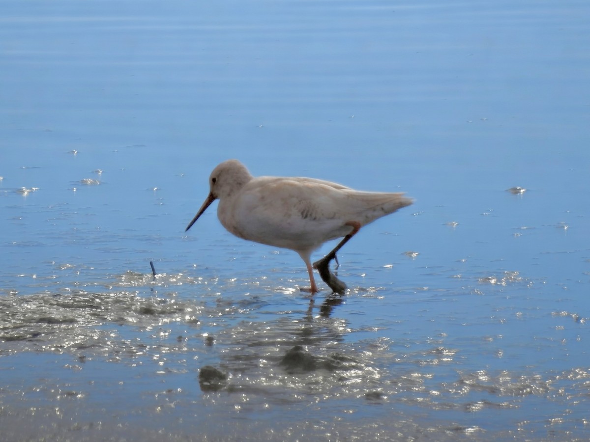 Улаан хөлт хөгчүү - ML644488735