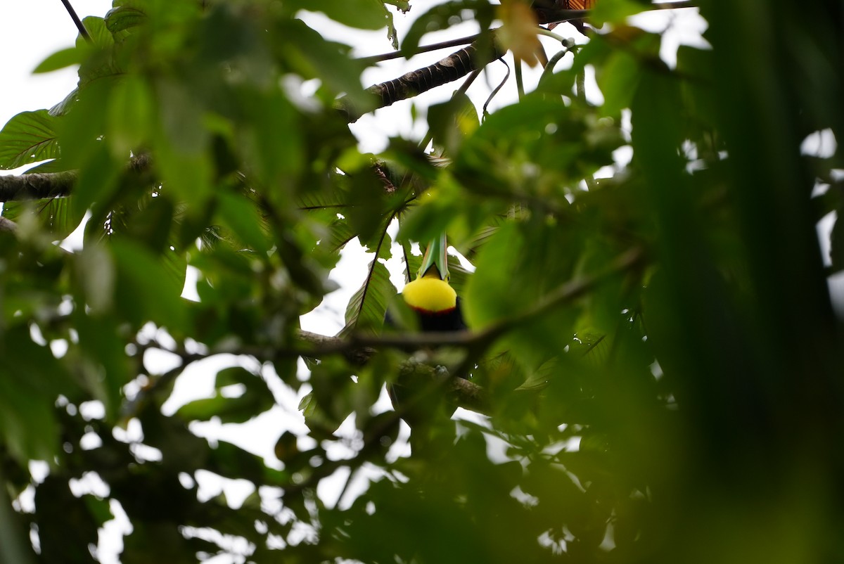 Keel-billed Toucan - ML644488739