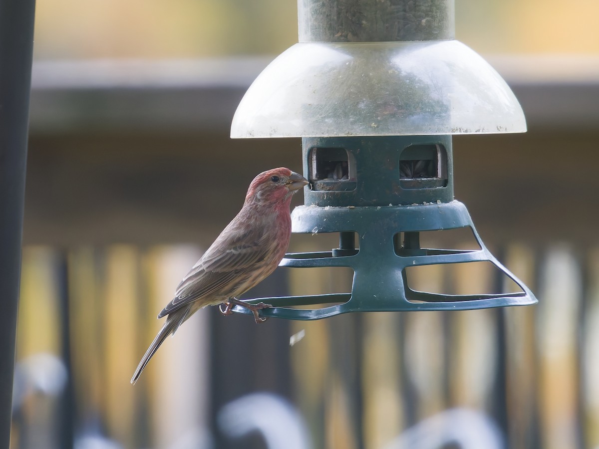 House Finch - ML644488747
