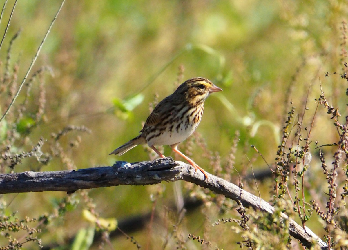 Savannah Sparrow - ML644488748