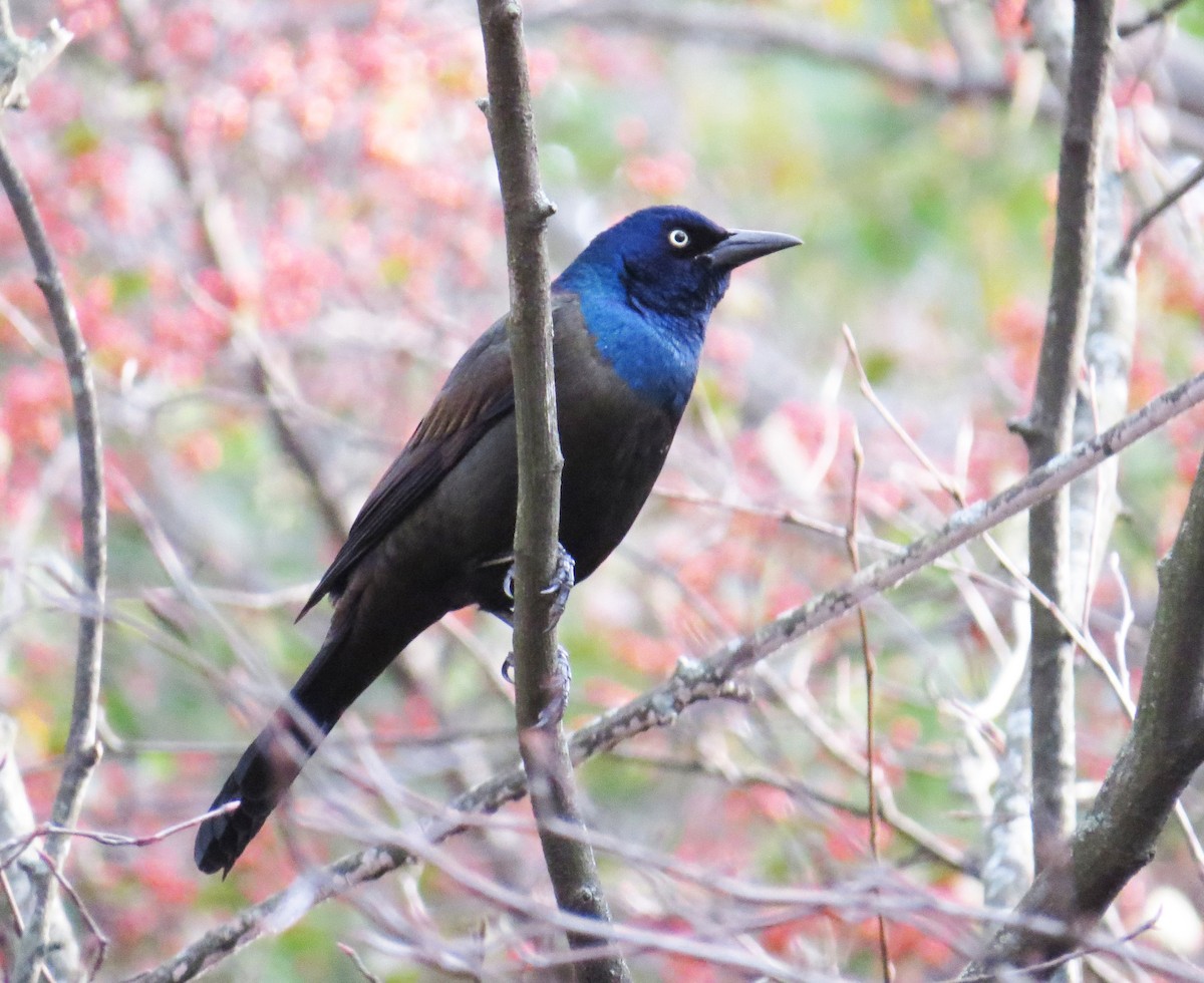 Purpurgrackel - ML644488750