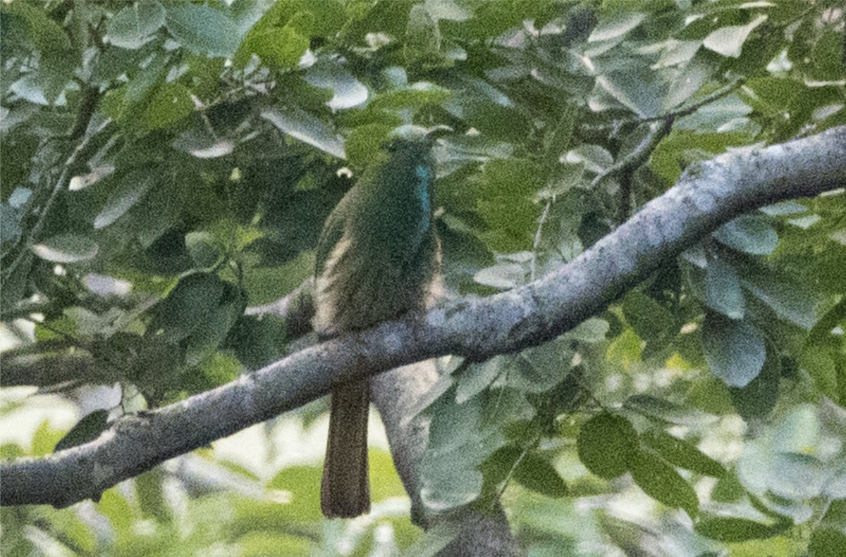 Blue-bearded Bee-eater - ML644488757