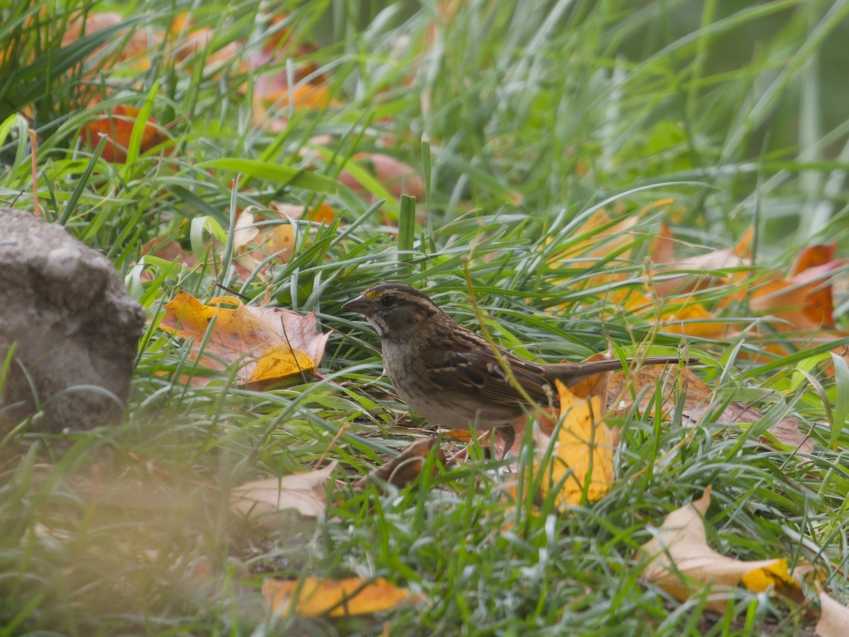 White-throated Sparrow - ML644488758