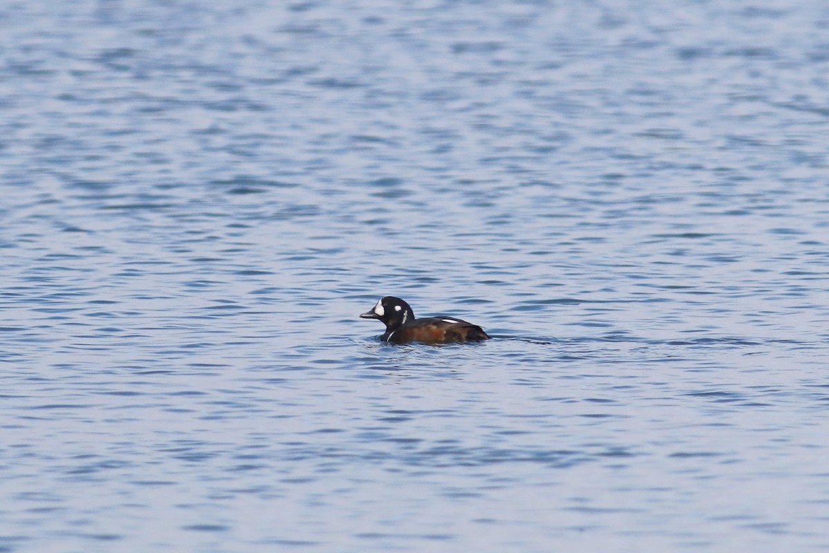 Harlequin Duck - ML644488773