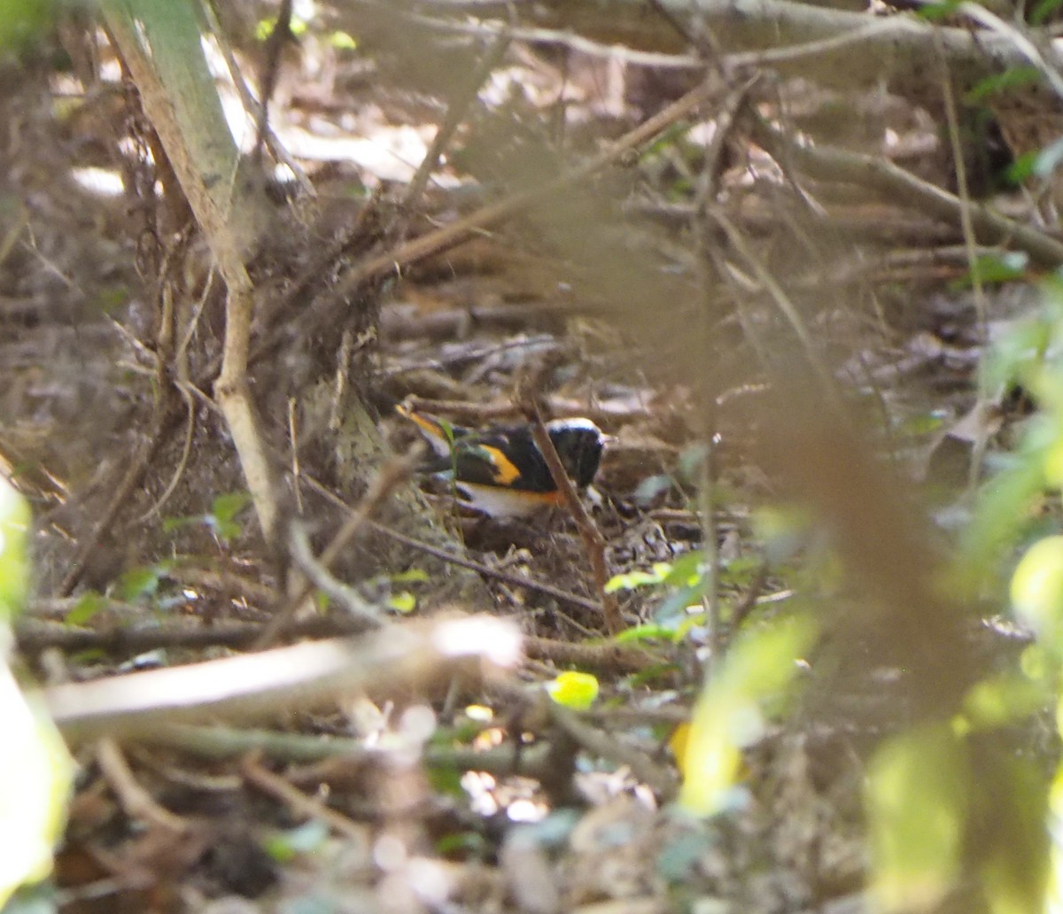 Paruline flamboyante - ML644488774