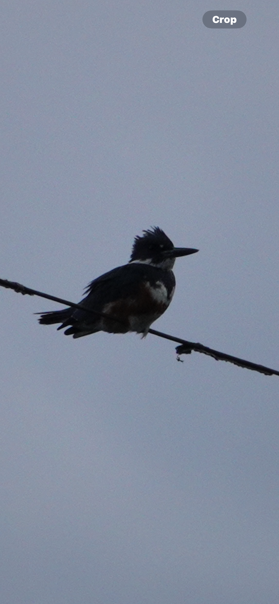 Gürtelfischer - ML644488777