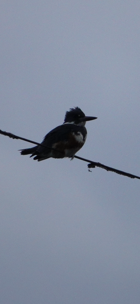 Gürtelfischer - ML644488778