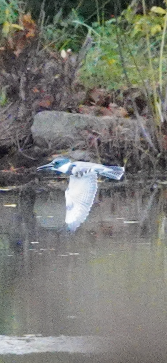 Gürtelfischer - ML644488779