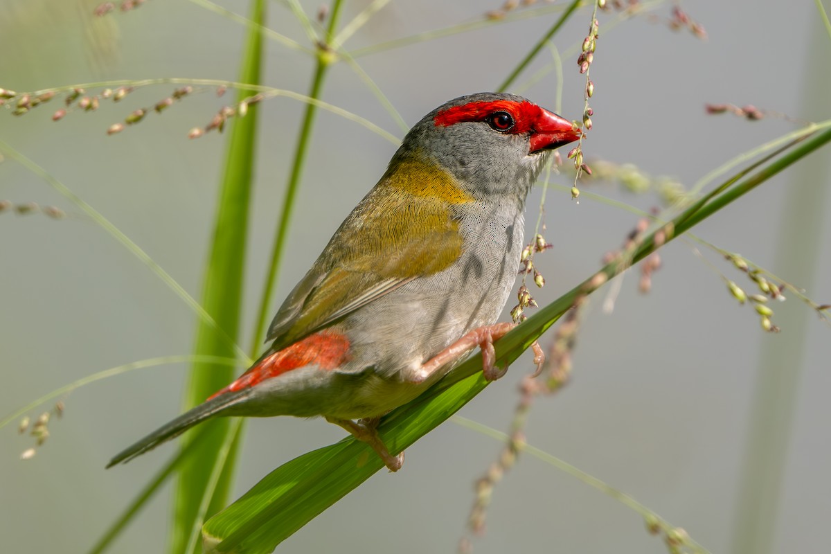 Краснобровая амадина - ML644488780