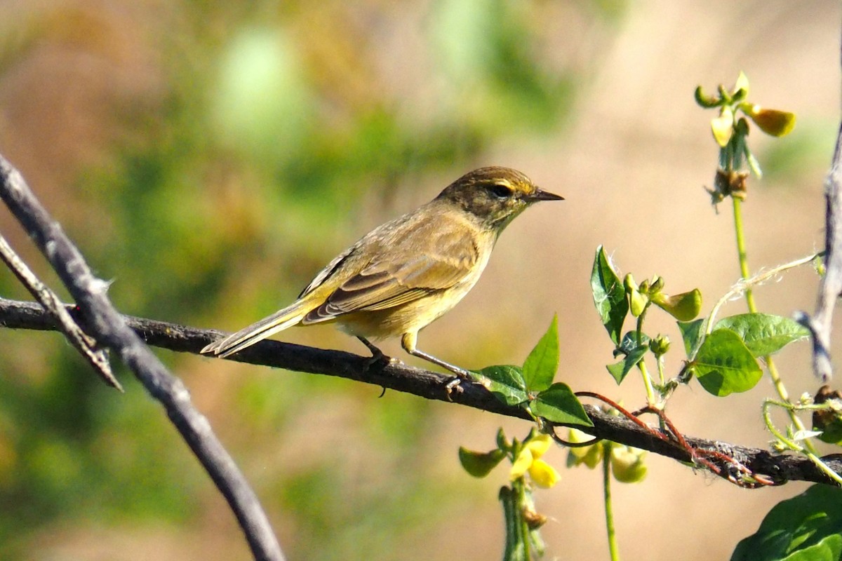 Palm Warbler - ML644488787