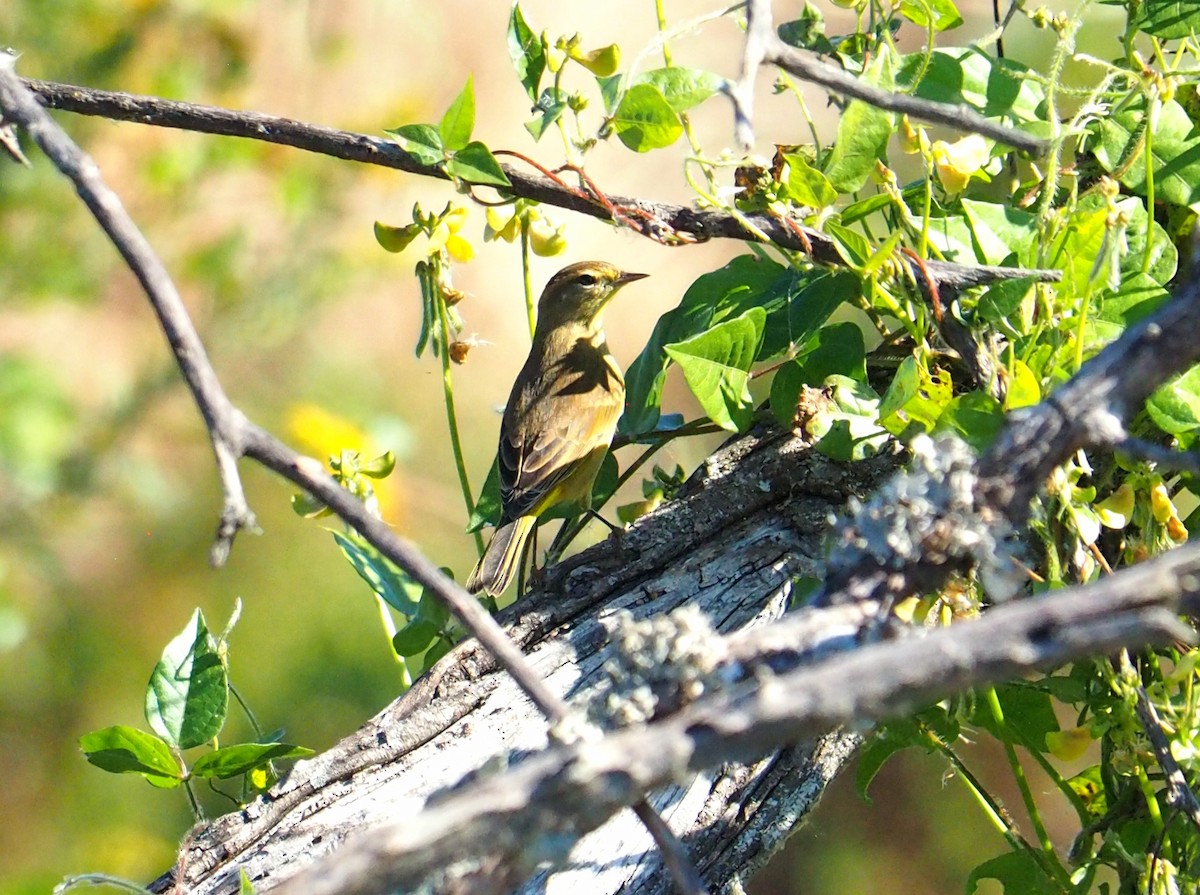 Palm Warbler - ML644488788