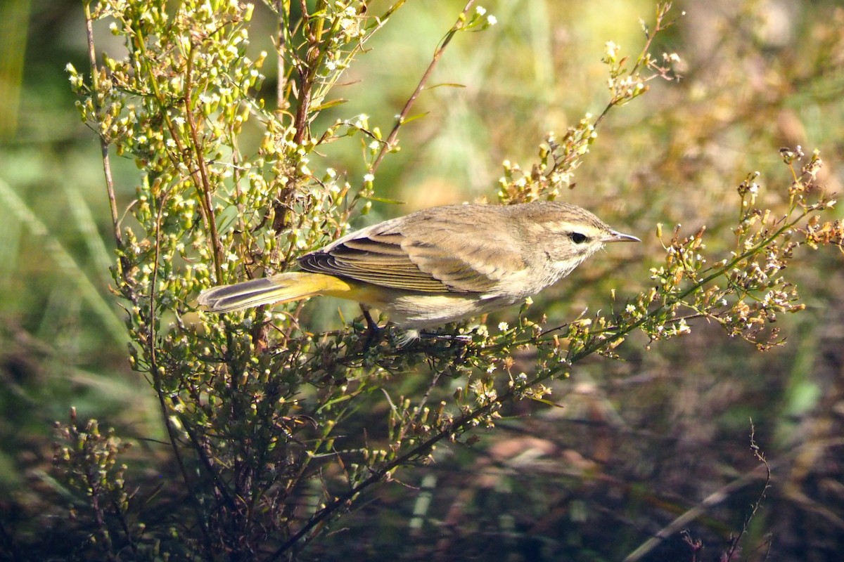 Palm Warbler - ML644488789