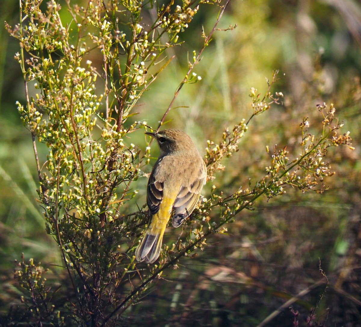 Palm Warbler - ML644488790