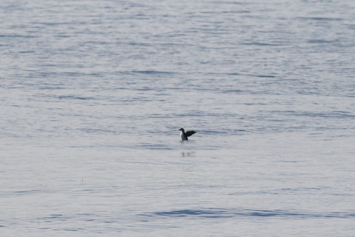 Pigeon Guillemot - ML644488792