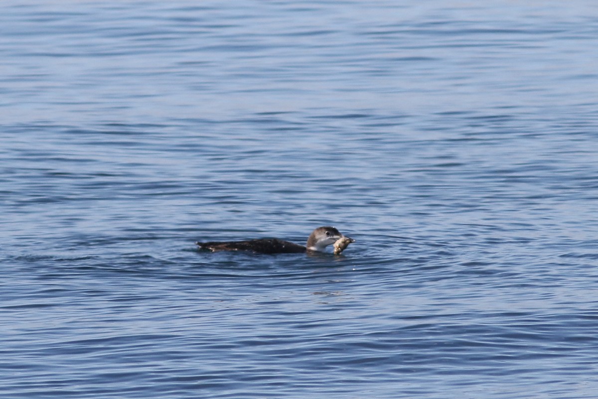 Common Loon - ML644488801