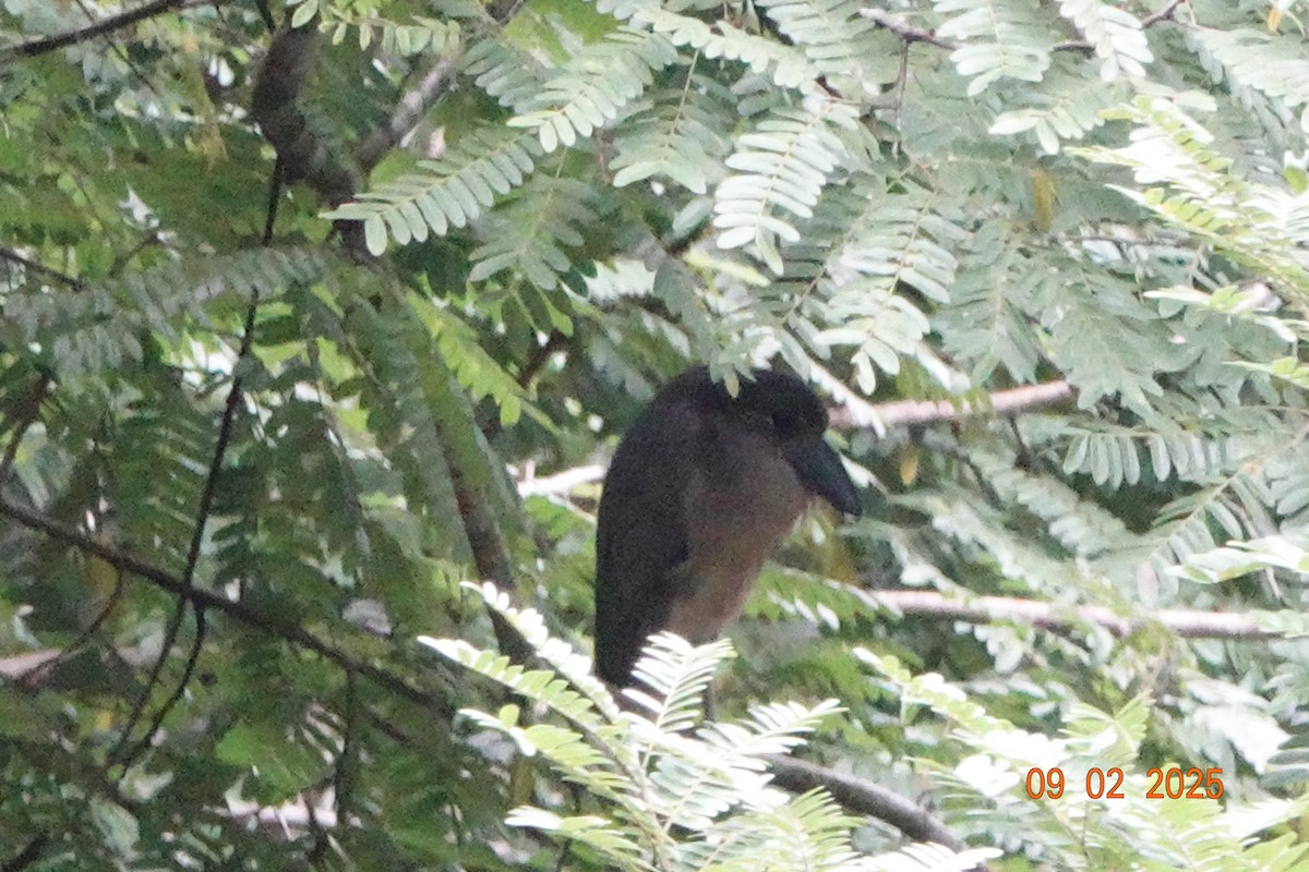 Boat-billed Heron - ML644488802