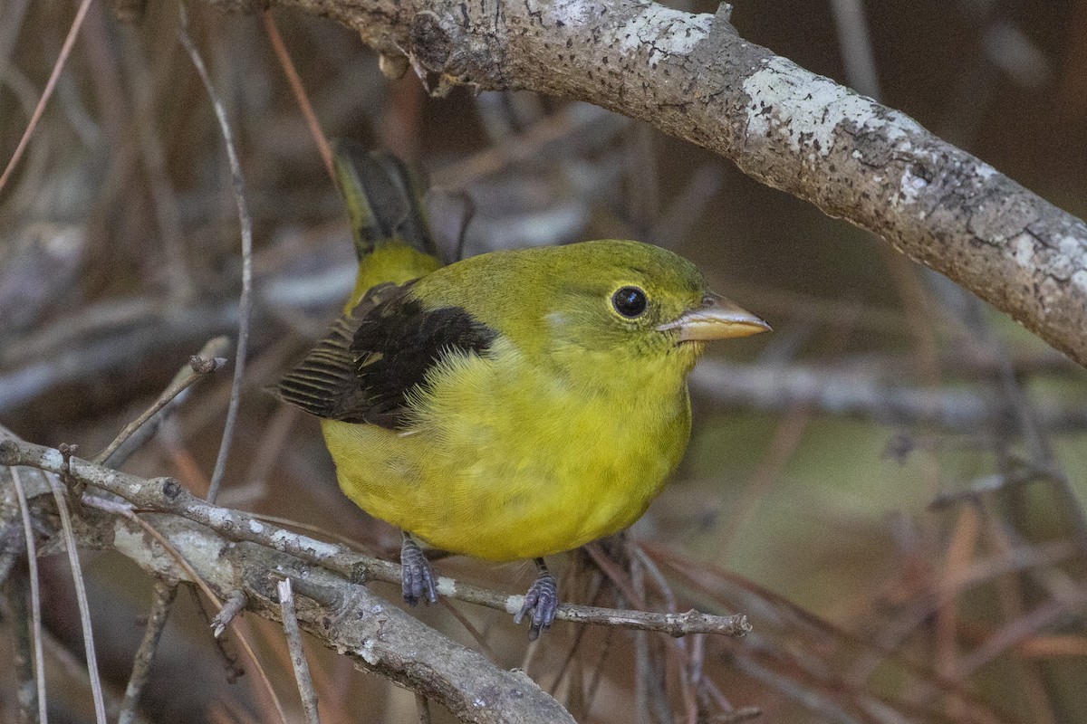 Піранга кармінова - ML644488814