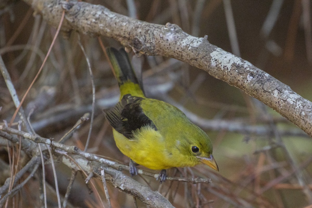 Піранга кармінова - ML644488815