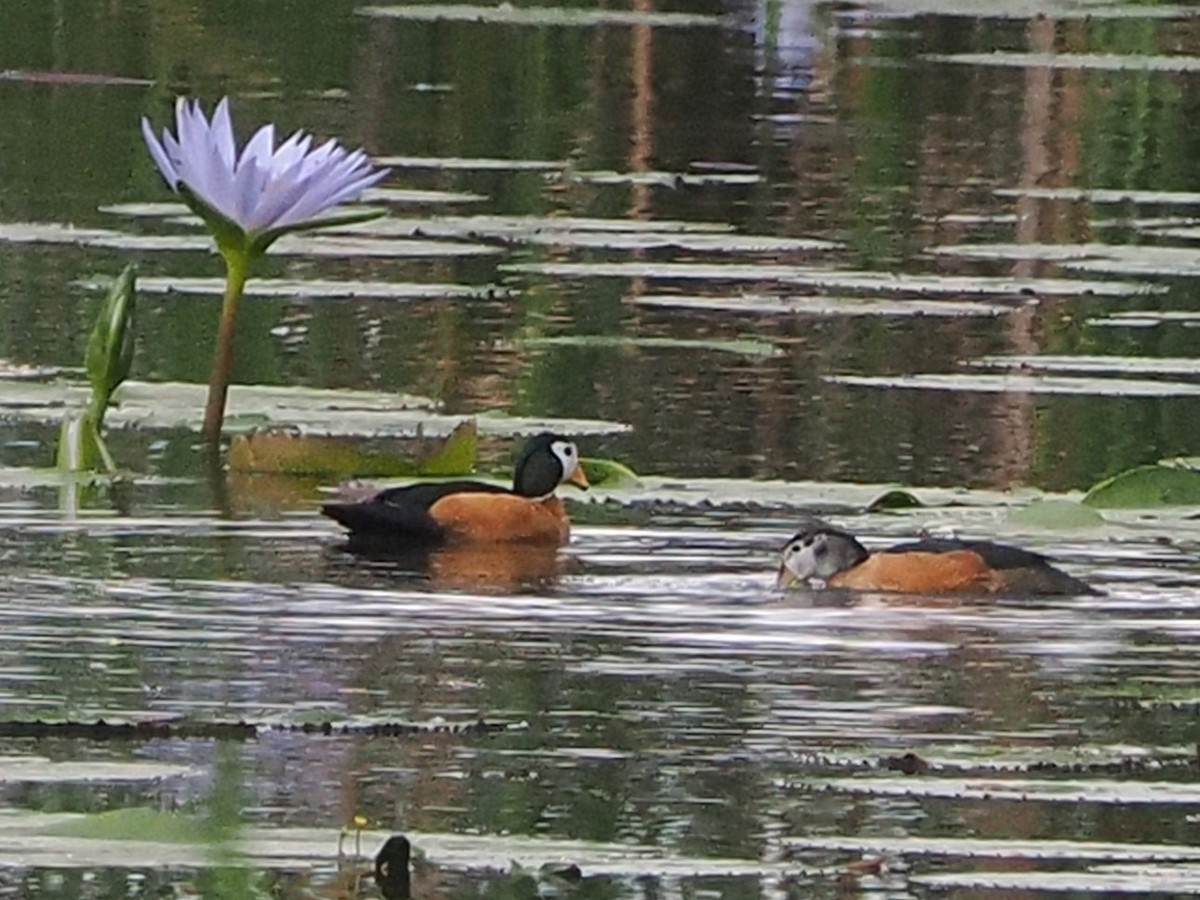 African Pygmy-Goose - ML644488826
