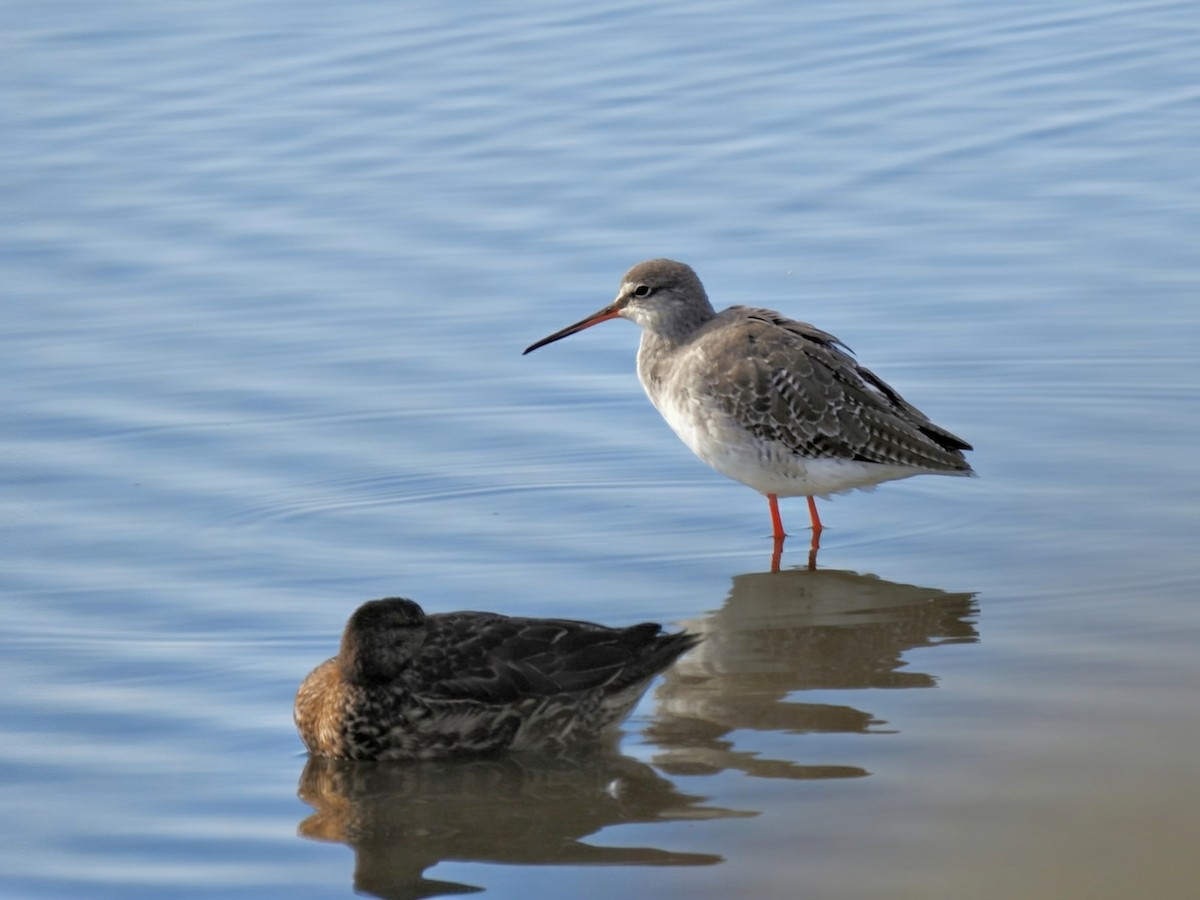Spotted Redshank - ML644488827