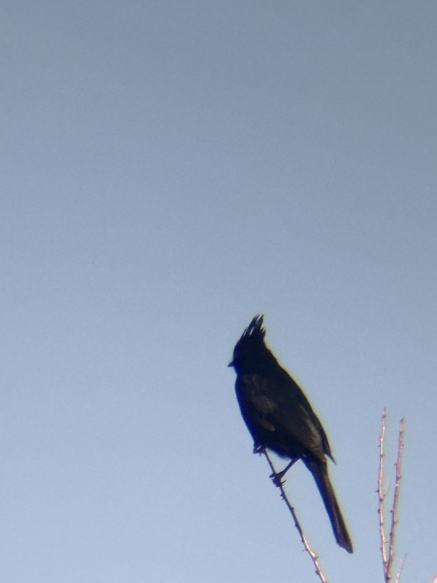 Phainopepla - ML644488829