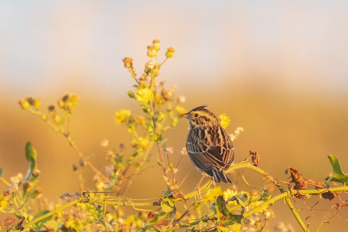 稀樹草鵐 - ML644488833