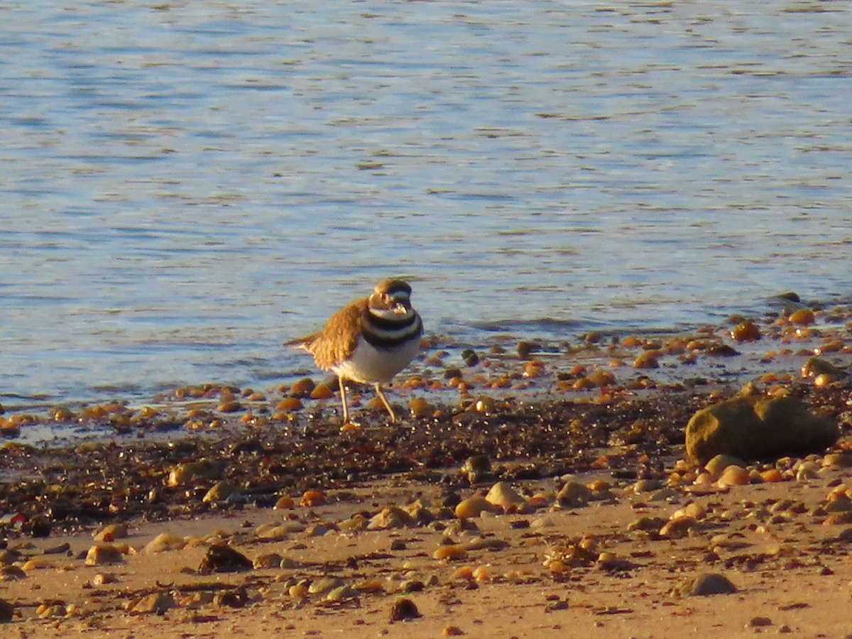 フタオビチドリ - ML644488834