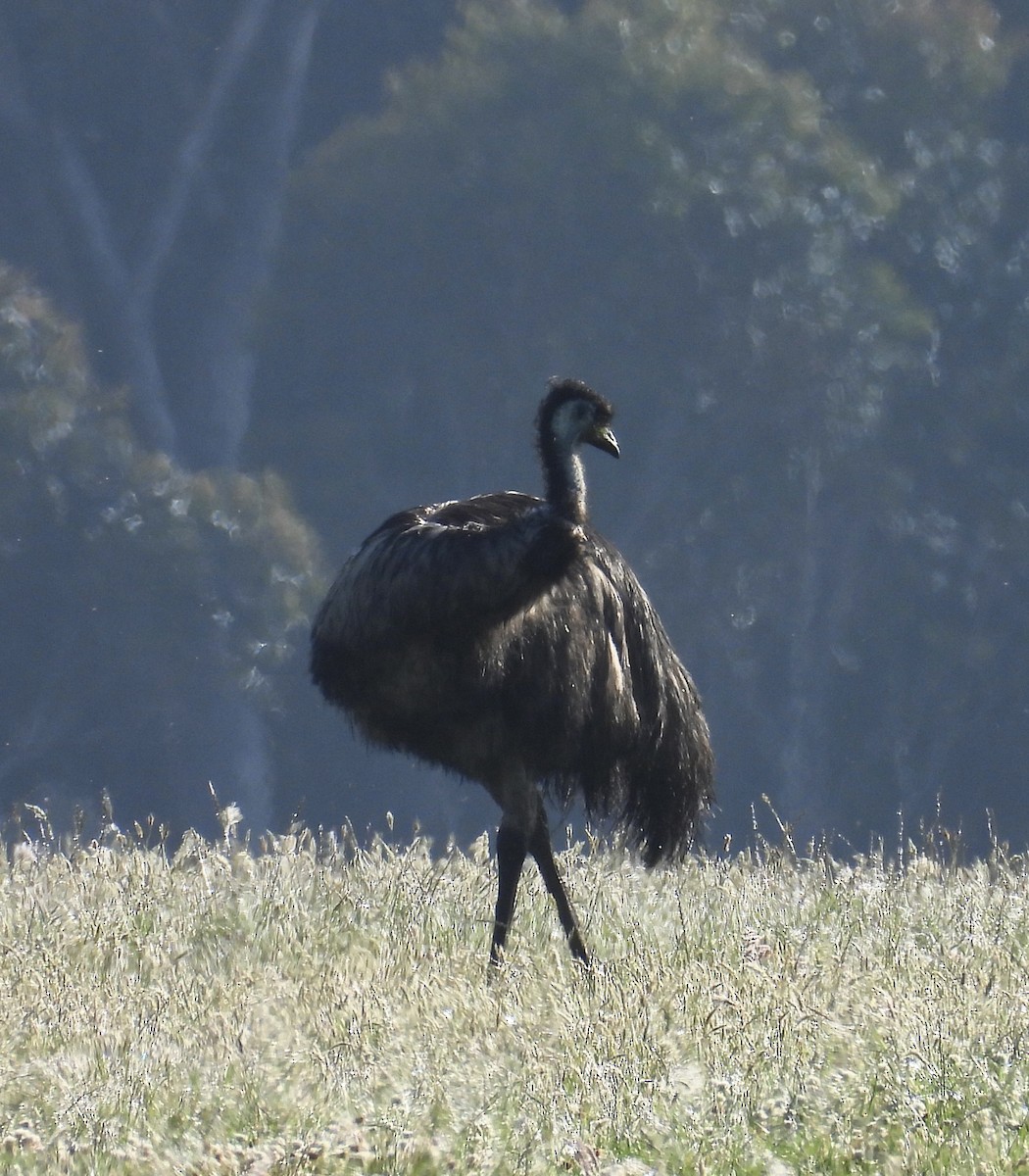Émeu d'Australie - ML644488836
