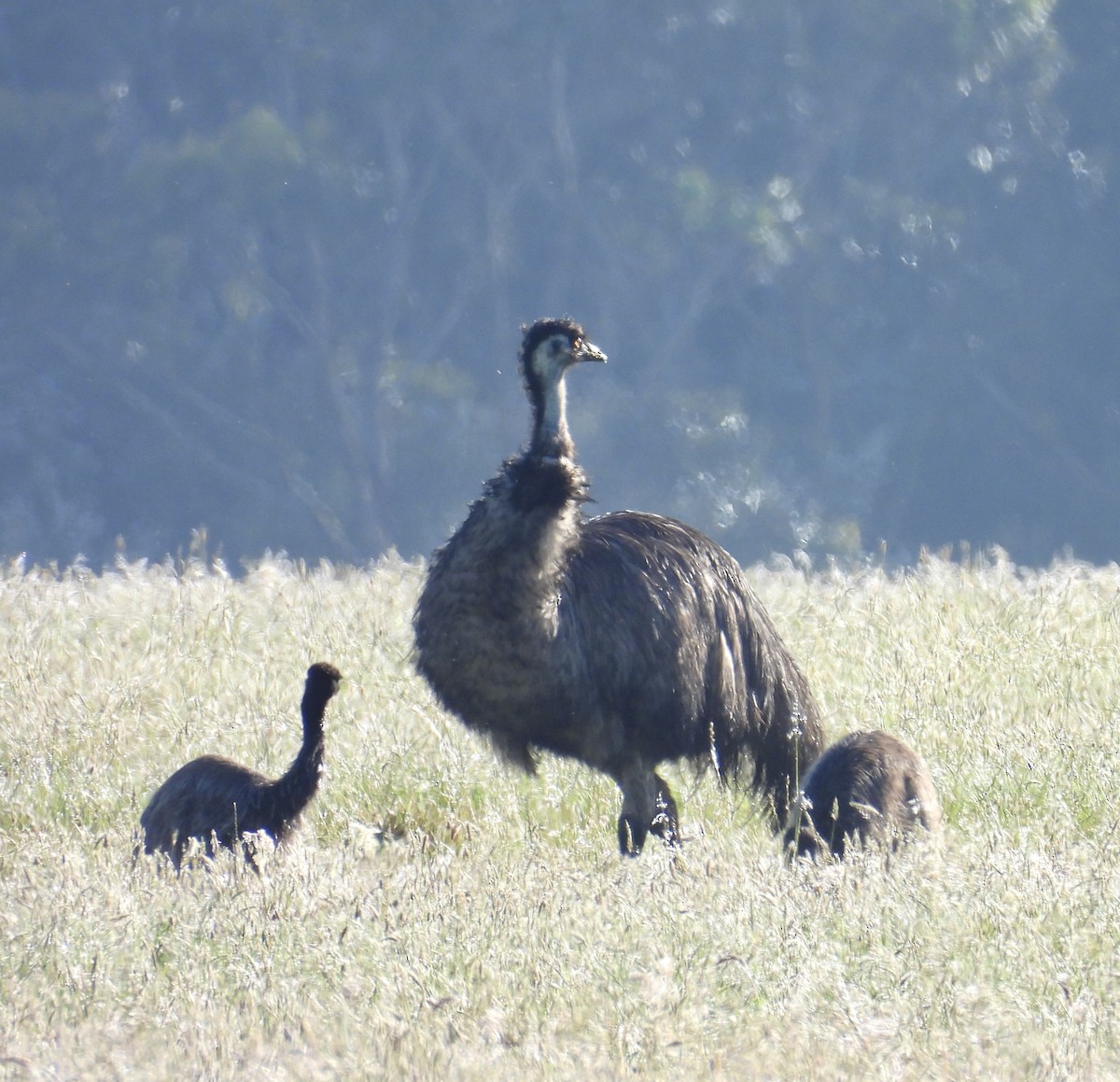 Émeu d'Australie - ML644488837